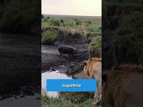 TOP Zwierzęta, które stały się zbyt pewne siebie #shorts thumbnail