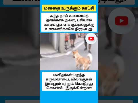 அந்த நாய் உணவைத் தனக்காக அல்ல, பசியால் வாடிய பூனைக் குட்டிகளுக்கு உணவளிக்கவே திருடியது. #shorts thumbnail