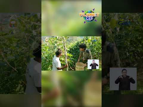 Hindi na naman pumasa ang joke mo, Miguel! #shorts | Planet XP thumbnail