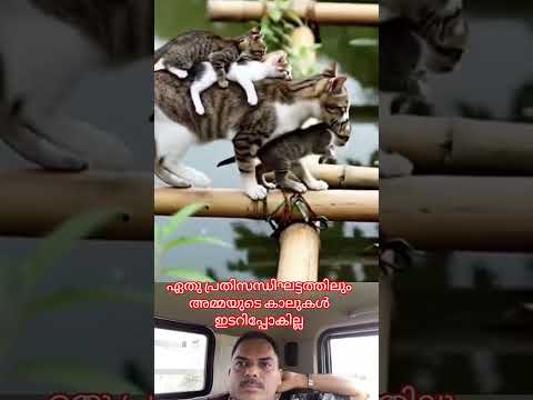 #അമ്മയാണ് മക്കളെ യഥാർത്ഥ പോരാളി #funnyshorts thumbnail