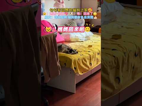 貓狗雙全且句句有回應🥰 🐱：媽媽回來啦💖 🐶：喲！回來了🙄 網友：啥家庭啊😱貓狗都有自己的房間👍🏻 #cat #cute #funny #funnyshorts #dog thumbnail