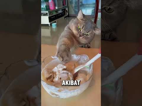 Jangan Pernah Kasih Kucing Makanan Manis! Ini Alasannya ❌🐱 #videoviral #kucing #kucinglucu thumbnail