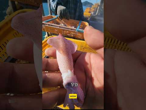 외국삼춘도 큰게 맛있는걸 아네 ㅋ #남해 #호래기 #간식 #어부 #바다 #먹방 thumbnail