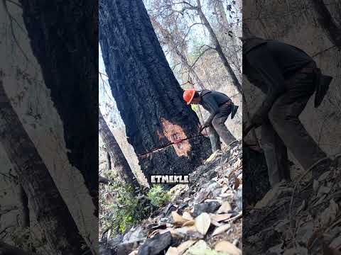Önyargılı DAVRANMAMAK Gerek! 🪓🌲 thumbnail