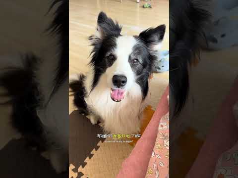 不是说子不嫌母丑狗不嫌家贫吗？#边牧#被狗狗给整破防了#小狗狗能有什么坏心思#万物可爱计划#养宠人不苦夏 thumbnail