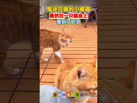 鬼迷日眼的小橘猫 thumbnail