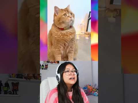 GATITO PIERDE SU JUGUETE FAVORITO @mokomaru_10 #curiosidades #humor thumbnail