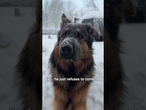 Snow Potato thumbnail