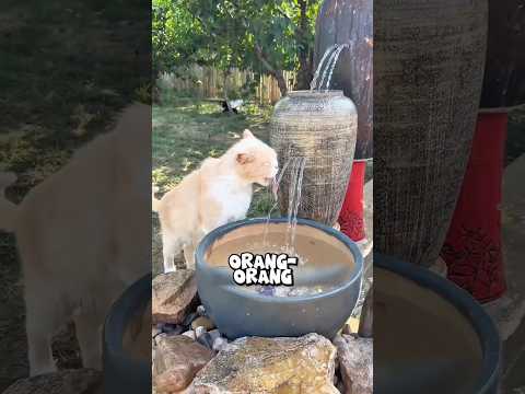 Dia berhasil... selamatin kucing dari penyakit! thumbnail