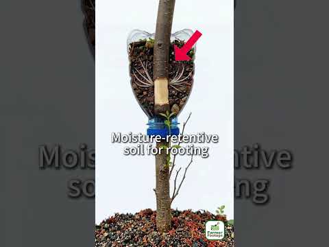 Propagating New Fruit Trees Using Fruit Tree Branches thumbnail