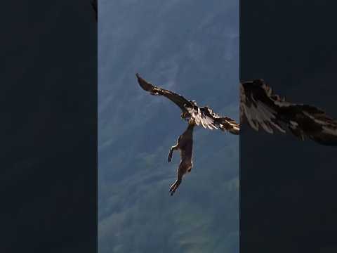 Burung Penguasa Langit thumbnail