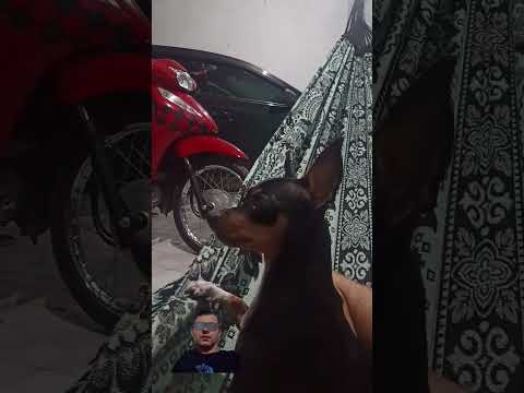 #cachorro pinscher que mora na sua casa alegra nossa thumbnail