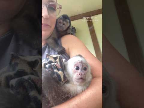 These sounds are often described as bird-like coos, meows, or soft, squeaks #happiness #monkey thumbnail