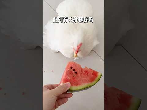 此刻有人羡慕我吗⁉️? #西瓜 #吃瓜 #仪式感 #小妙招 #抽象 thumbnail