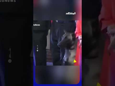 كلاب مكافحة المخدرات تفتش نائب أدميرال أمام الجميع #اخبار_المشهد #تشيلي #المشهد thumbnail