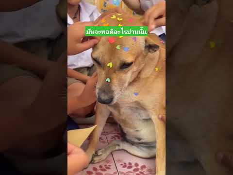 มันจะพอดีอะไรปานนั้น #คลิปตลก #เล่าเรื่องตลก #funny #comedy #reels thumbnail