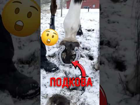 🐴 Почему зимой лошади нужны особые подковы! #лошадь #подкова #уходзалошадью thumbnail