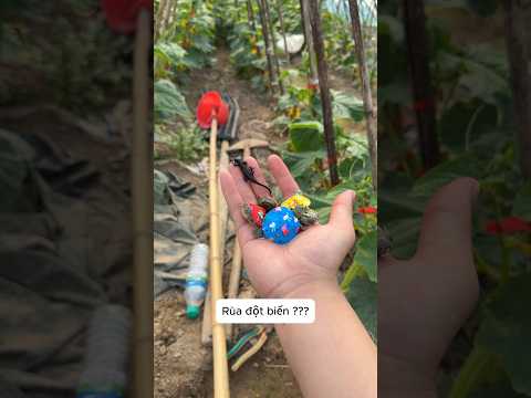 Tôi phát hiện những sinh vật bị đột biến kỳ lạ thumbnail