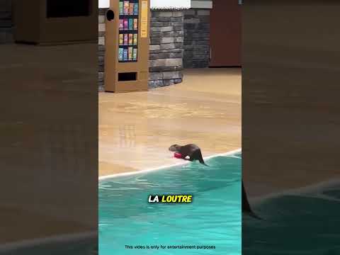 Cette loutre a fait quelque chose que personne n’attendait ! 🦦😳#shorts thumbnail