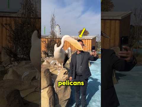 Why Pelicans Try to Eat Everything thumbnail