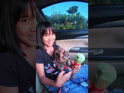 Cia malu-Malu dan melupakan Eskrim 🫢 tetap aman ❤️ #shortvideo #short #monkey #monyet #monyetlucu thumbnail
