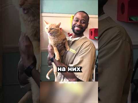 Котики спасут мир thumbnail