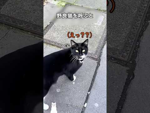 猫が人間だとしか思えない決定的な理由 thumbnail