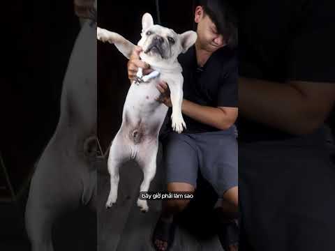 cách cắt móng tay cho chó thumbnail