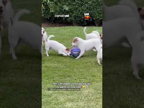 Vale convocação? Cachorra dá show de habilidade com a bola thumbnail