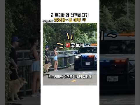 리트리버와 산책하다가 굿보이 소리 들음 ㅋㅋ #리트리버 #반려견 #산책 #이어폰 #노이즈캔슬링 #경찰 #길막 #귀여운 #웃긴 #동물영상 #animals #doglove thumbnail