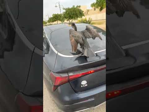 #اكسبلور #كامري #automobile #محركات thumbnail