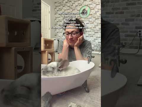 Their weapons are TERRIFYING 😭 #chinchilla #smallpets #horrostory #trending #shorts #pets thumbnail