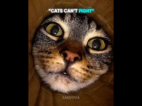 CATS CAN’T FIGHT…. OR CAN THEY??? #shortsfeed thumbnail