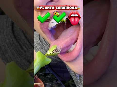 Alimentei minha planta carnívora com itens estranhos?!😱 #shorts thumbnail