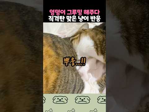 방구에 당해버린 고양이 반응ㅋㅋ thumbnail