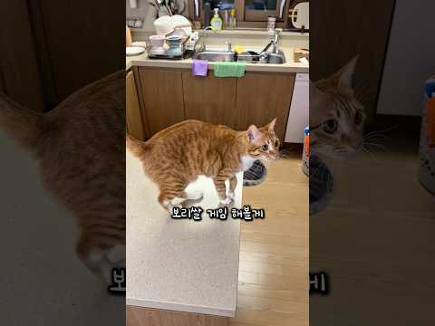 보리쌀 하는 고양이 thumbnail