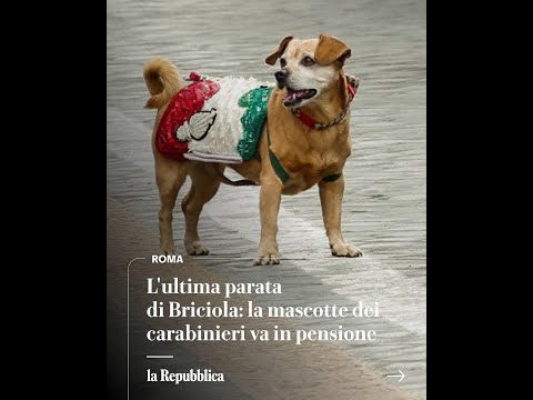 L'ultima sfilata, poi il meritato riposo: va in pensione Briciola, la mascotte dei carabinieri thumbnail