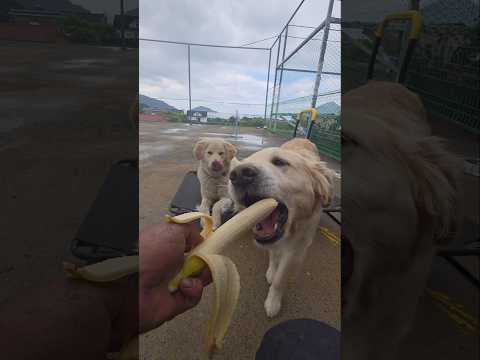 조식은 간단하게 과일 로 #남해 #몽실이 #뽀끄미 #리트리버 #반려견 #바나나먹방 #banana thumbnail