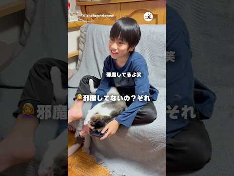 ゲームを阻止する猫さん｜PECO thumbnail