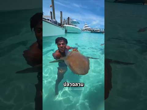 IShowspeed อยากเป็นทาร์ซาน  | แอดเหมียว #shorts thumbnail