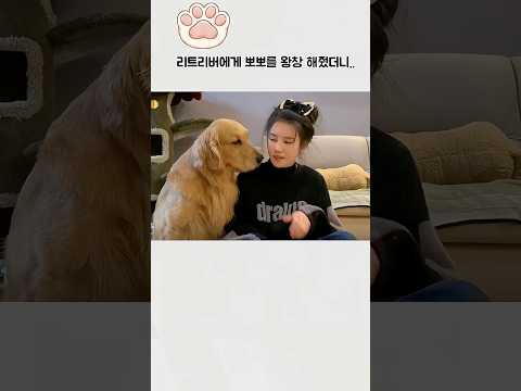 리트리버한테 뽀뽀를 왕창해줬다 thumbnail