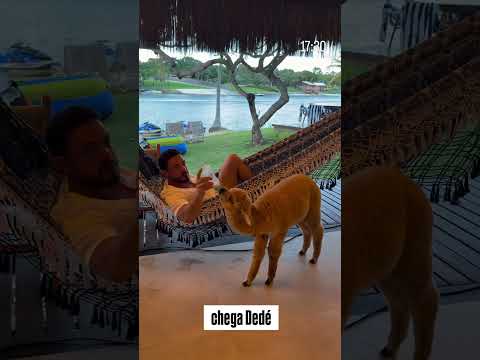 Cheeeeeega Dedé! thumbnail