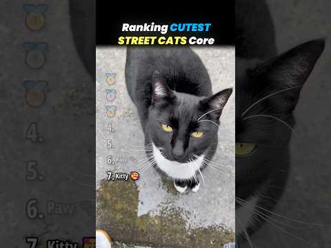 Ranking CUTE STREET CATS Core Moments!! 🐱🏙️ thumbnail