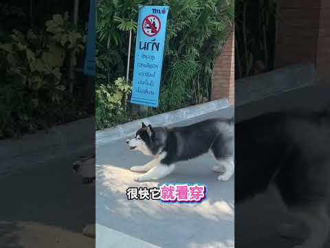 大狗虛張聲勢，被小貓一招制服 thumbnail