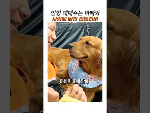 리트리버가 주인을 사랑할때 눈빛#감동동물#골든리트리버#천사견#강아지인형 thumbnail