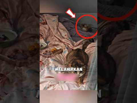 Pria Ini Mendadak Jadi Babu Sekeluarga Kucing ? thumbnail