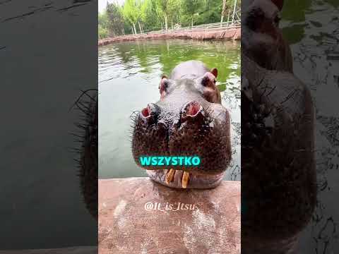 DLACZEGO SŁONIE ROZGNIATAJĄ SWOJE JEDZENIE?! 🐘🍉 #shorts thumbnail
