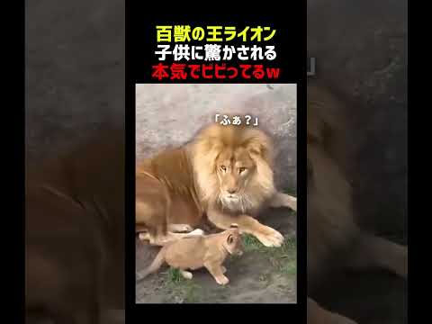 百獣の王ライオン 子供に驚かされる thumbnail
