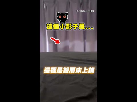 【養到高柴生？】柴柴竟會爬雙層床的梯子還成功上床！｜#寵物雲 #shorts thumbnail