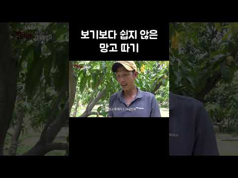 보기보다 쉽지 않은 망고 따기 #shorts thumbnail